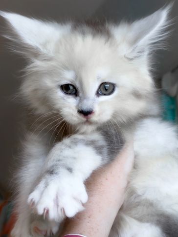 Close-up of a fluffy white and gray Maine Coon kitten with striking golden eyes.