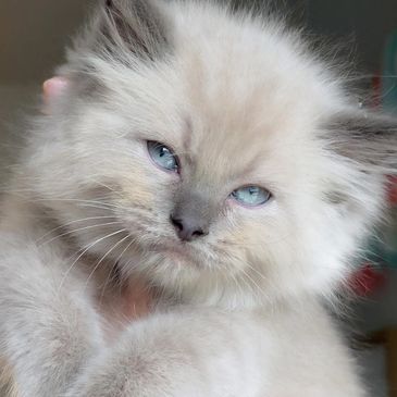 Close-up of a fluffy kitten with blue eyes.