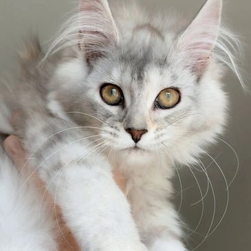 Close-up of a fluffy white and gray kitten with striking golden eyes.