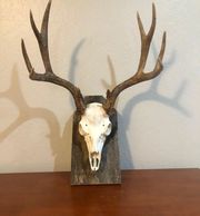 Dave thank you for the amazing job on this European Mount. The quality and friendly service is unmat