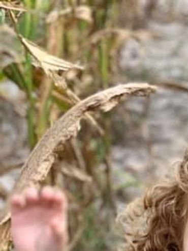 Conner’s A-Maize-Ing Acres