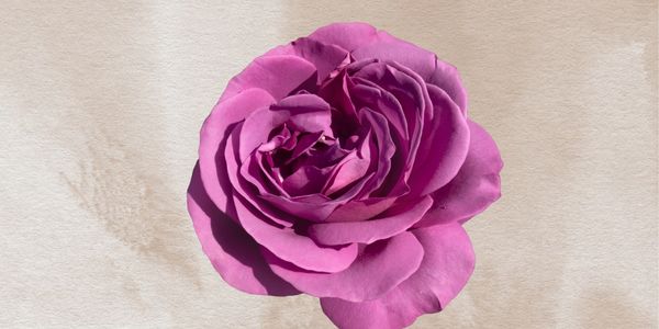Close-up of a vibrant purple rose on a textured beige background.