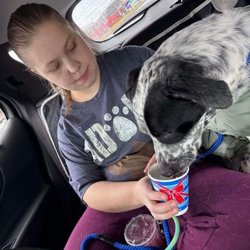 A woman in a car feeding a black and white dog from a cup.
