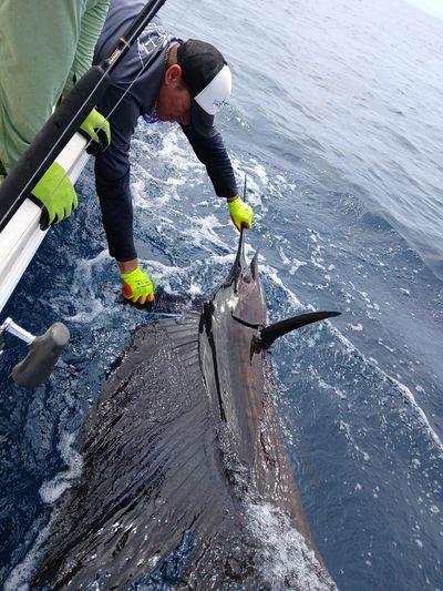 “Family-friendly sport fishing excursion in Costa Rica, releasing a sailfish on the Pacific Ocean.”