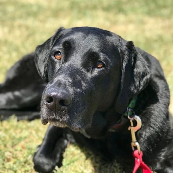 A black lab service dog laying in the grass