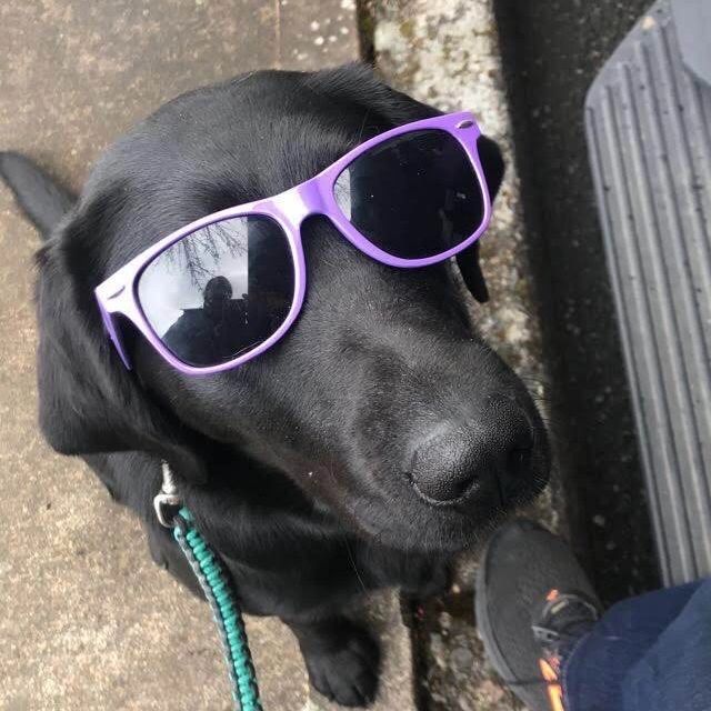 Black labrador sitting, wearing purple sunglasses
