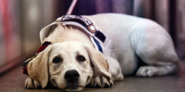 Yellow lab puppy laying with his head between his paws. He is wearing a service dog vest