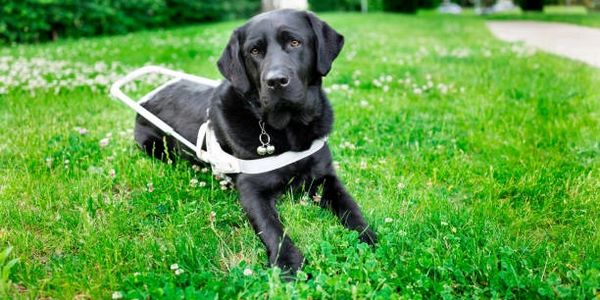Black lab wearing a guide harness laying in grass