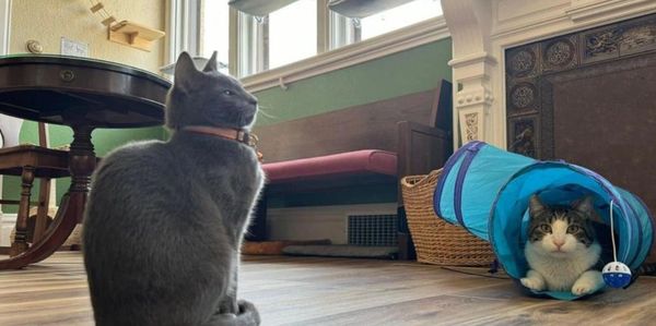 Cat lounge at the Cat Cafe, Eau Claire Wi