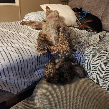 This is how Prince naps