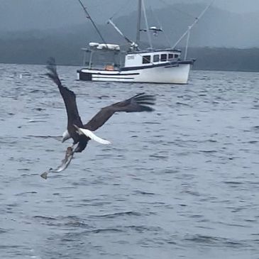 Bald Eagle swoops in to catch a chinook salmon in Ketchikan Alaska 