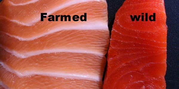 Wild Alaskan Salmon For sale