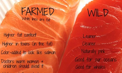Wild Alaskan Salmon For sale