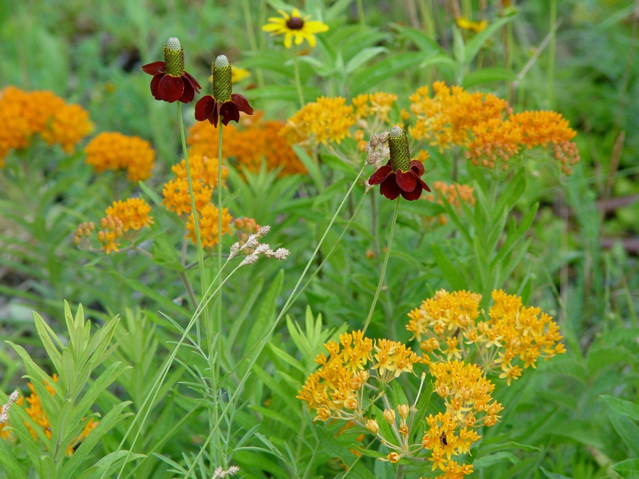 Native Plants
Diversity
Regionally appropriate
Butterfly
Mexican Hat
Perennial
Environmental design