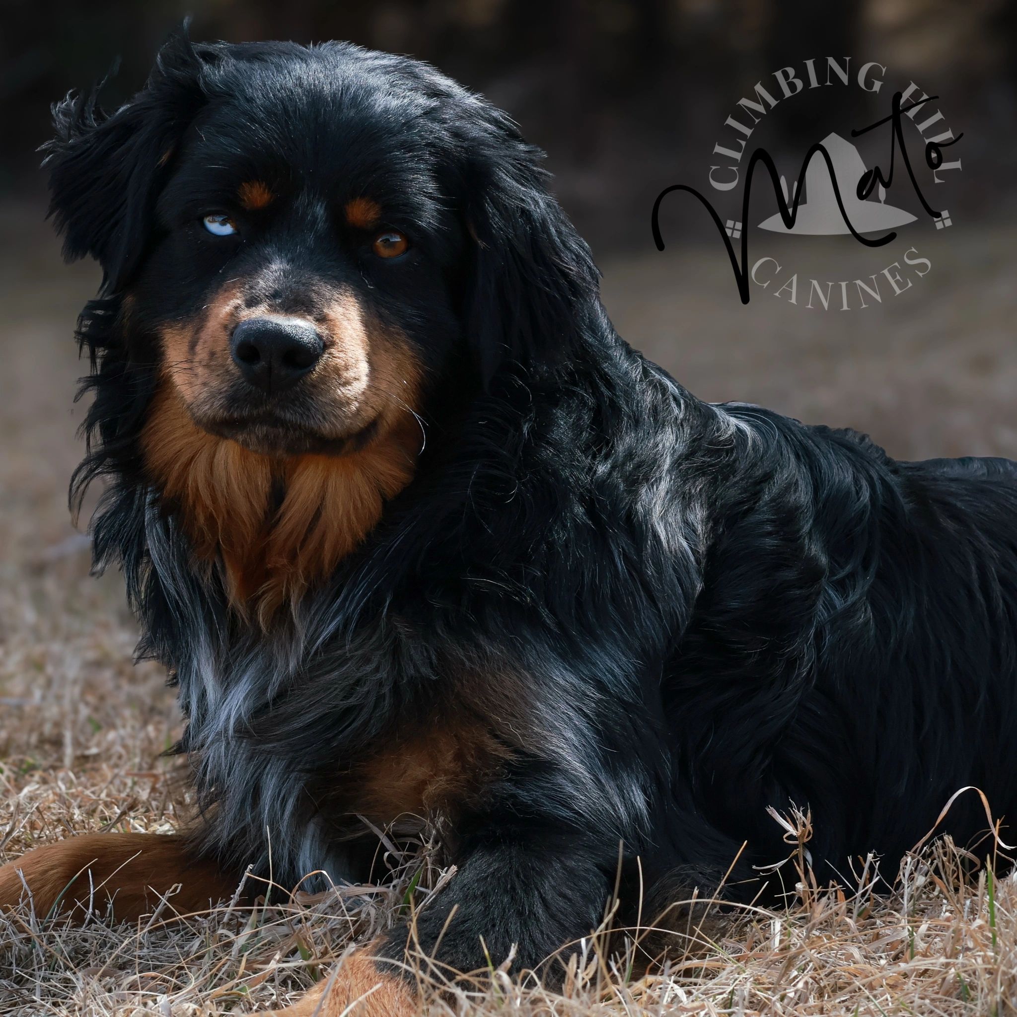 Close-up of a black and tan dog with heterochromia lying on dry grass.
