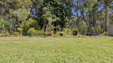 Lush green lawn with trees and garden beds in a sunny backyard.