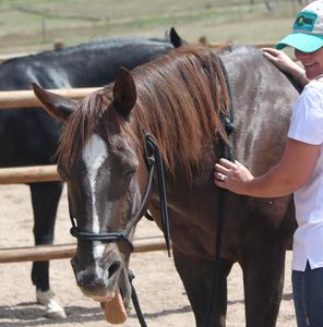 Forever young Equine therapy solutions, release, yawn, muscle release, equine health, horse massage