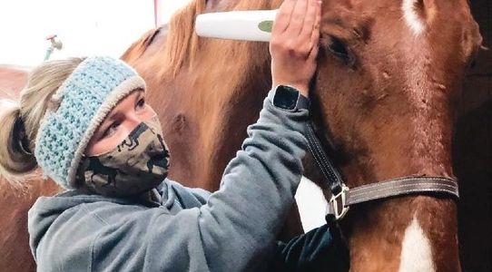 Acupressure, Equine acupressure, red light, near infrared therapy, TMJ, poll, relief, tension relief