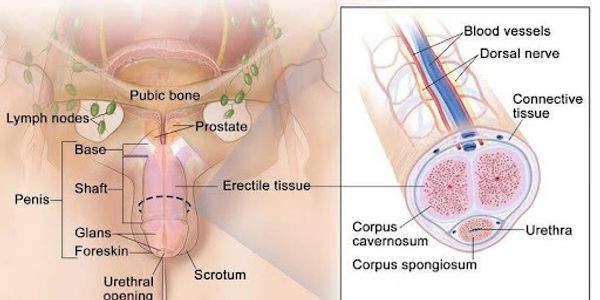 Detailed anatomical diagram of the penis with labeled parts.