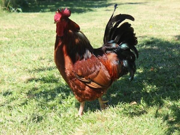 Northwest Organic Farms