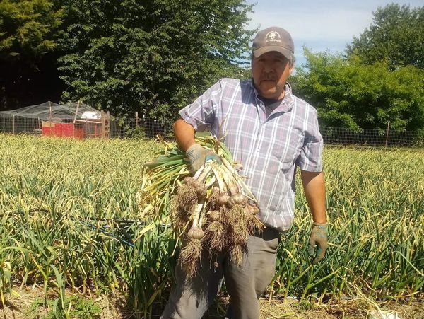 A man holding a bunch of onions