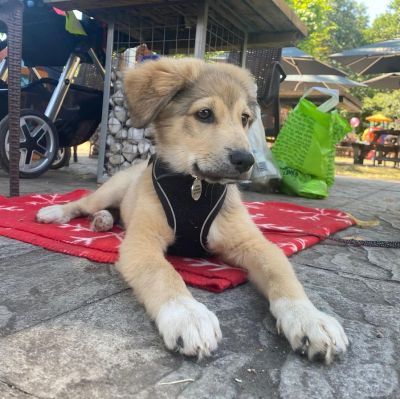 Cute puppy Janco lying on a red blanket outdoors