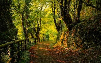 beautiful woods with a path and fence