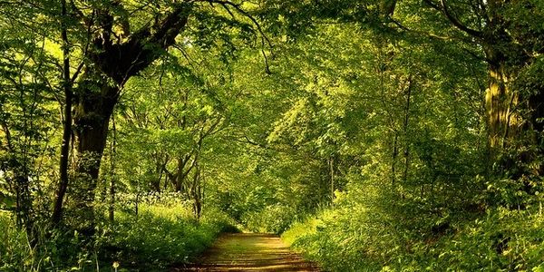 woods with walking path summer time