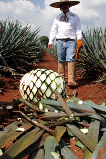 Jimador Harvesting Tequila Agave Pina- Jalisco, Mexico - Editorial Photography by S&C Design Studios