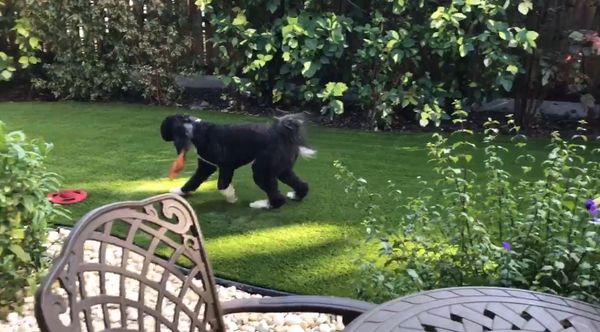 Artificial grass patio area Miami
pet friendly