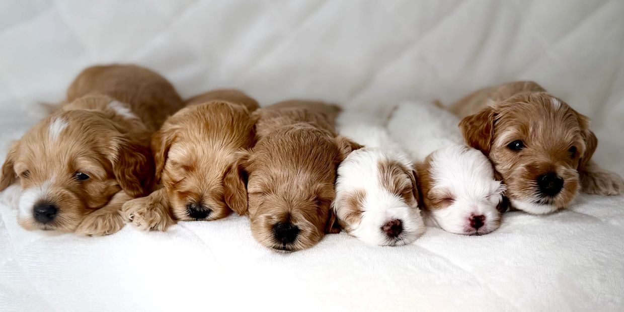 Micro Petite Goldendoodles Parti White, Apricot and Red sitting on white bed sleeping in Portland, O