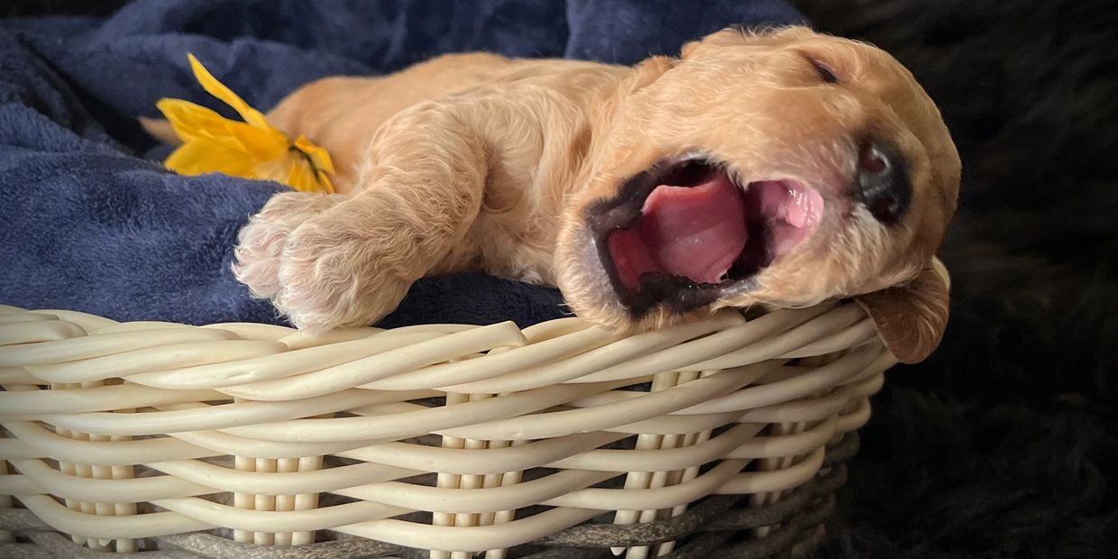 Blonde mini goldendoodle baby puppy yawning like a lion while sitting in a basket.