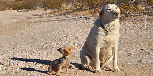 Two well behaved dogs in the desert