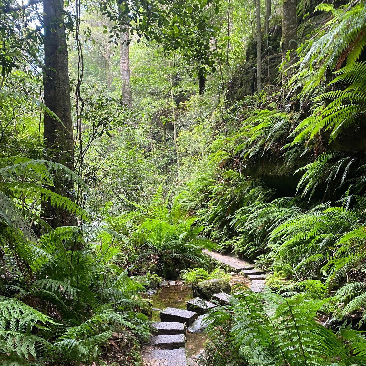 A path through lush green ferns and trees leads to stepping stones that wind through the undergrowth.