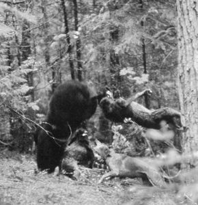 4 Blue Tick's and 1 Red Tick hound after a once treed Black Bear in Northern Idaho