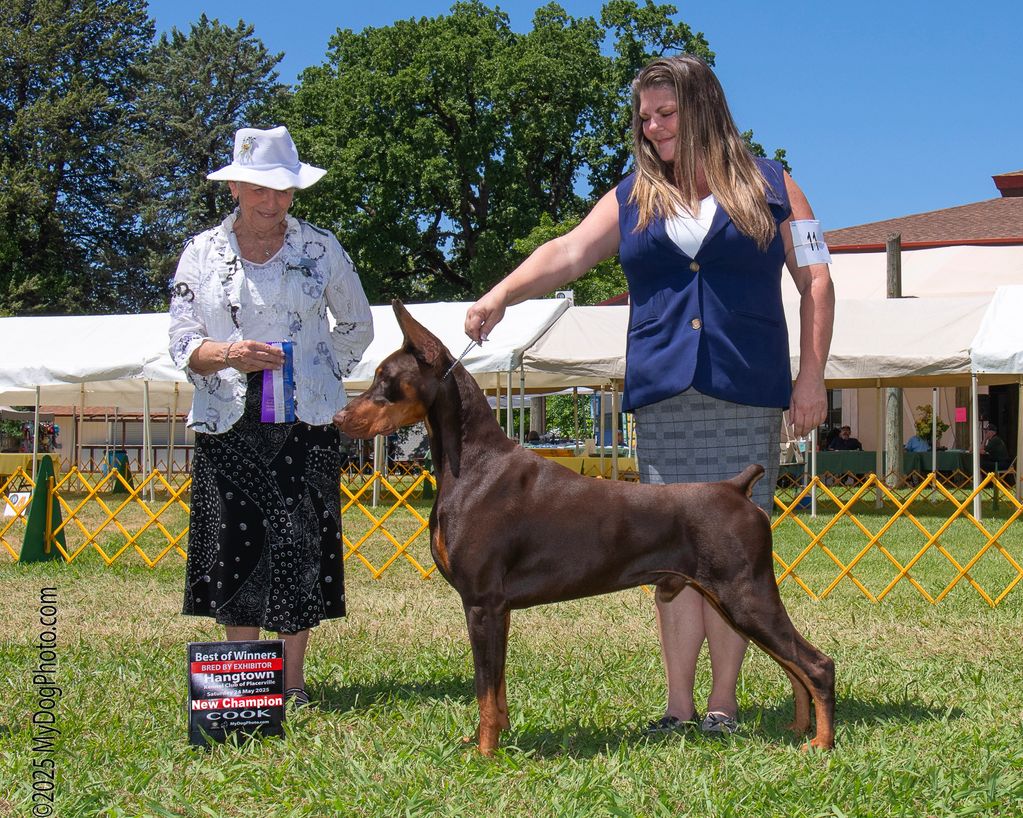 Luka New AKC Champion at Placerville - 15 months old!