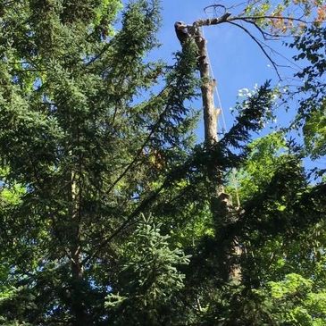 Transform Tree & Shrub Care is a Tree Service serving Owen Sound and surrounding area.