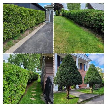 Hedge & Shrub Trimming