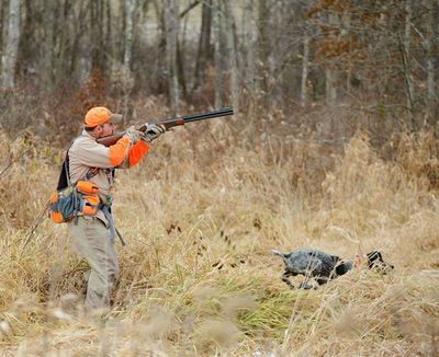 pheasant hunting