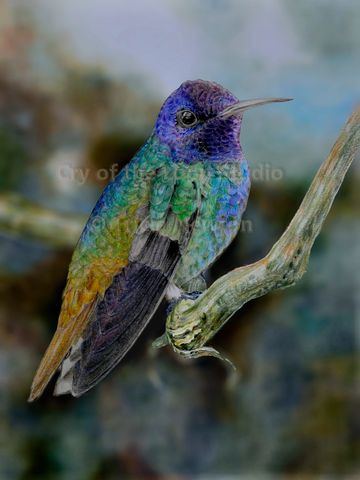 pictured; Golden-tailed Sapphire (hummingbird)  Available for purchase in my shop!