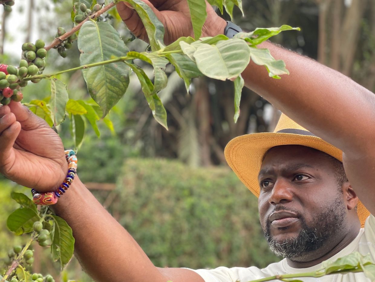 Man inspecting coffee cherries on a branch.