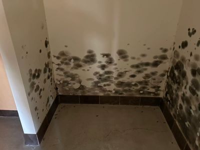 Mold on drywall inside home or business.