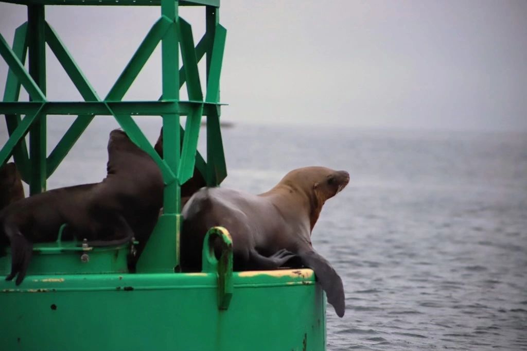 Sea Lions