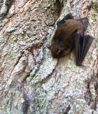 North Branford bat released from an attic.