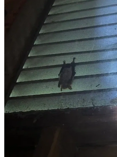 Bat on a screen outside a North Branford gable vent