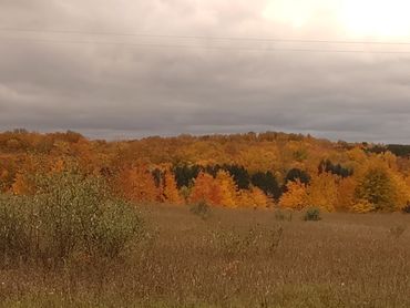 Fall colors never disapoint call me for Leelanau County acreage parcels for sale.