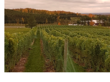 Wineries dot the county, building award winning reputations for excellent wines. Homes for sale.