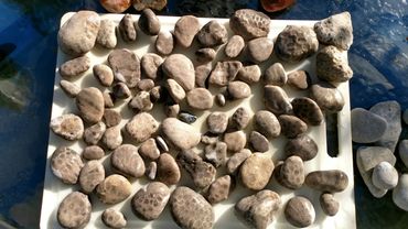 Ancient petrified coral reef produces the ever popular Petoskey Stones - another beachcomber delight