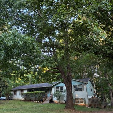Welcome to Arbor West Tree Service, your go-to source for all your tree care needs. Our experienced