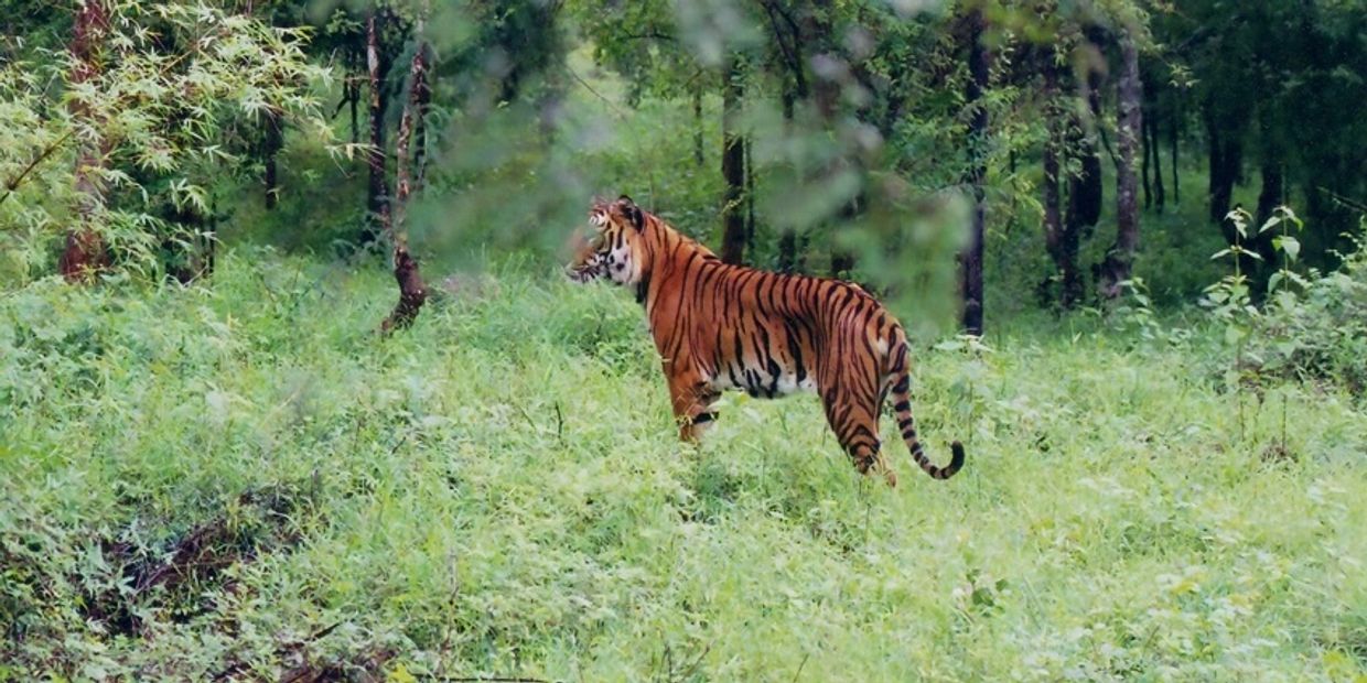 A tiger standing alert in a lush green forest.